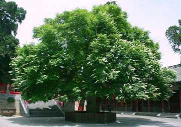 菩提树的介绍