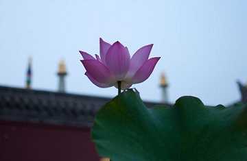 什么是圆寂、坐化?
