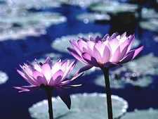 胎藏界都有哪些佛和菩萨