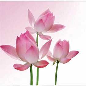 https://m.jingangj66.com/fxzty/ssqdu/176509.html