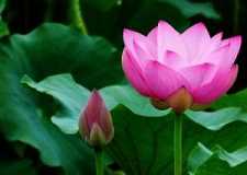 https://m.jingangj66.com/fxzty/sgds/183851.html