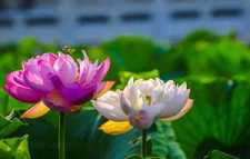 https://m.jingangj66.com/fxzty/ksd/184511.html