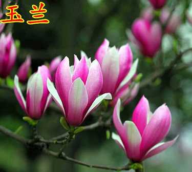 金刚经全文经义是什么