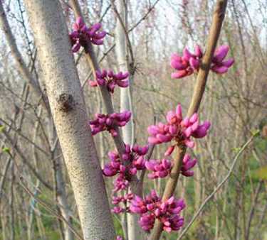 大安法师答：《大势至菩萨圆通章》说，都摄六根，净念相继，请开示其意义。