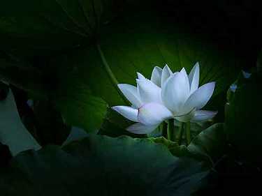 抄药师经感应
