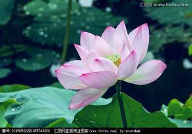 大方广佛华严经白话文讲解（第五十卷）