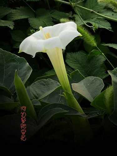 楞严咒正确回向文