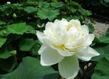 玄奘法师般若波罗蜜多心经简释