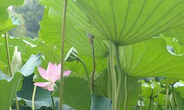 供奉大悲水愈病