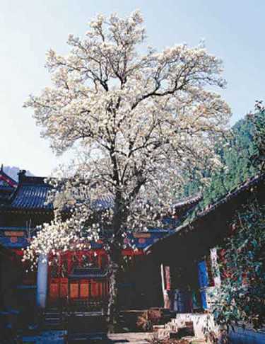 在家里可以念地藏经么