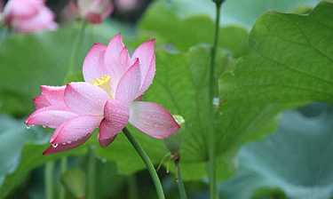药师消灾吉祥咒