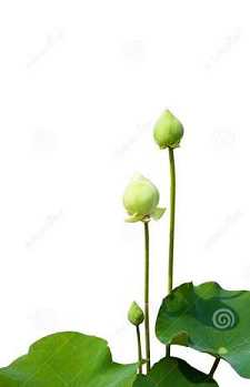 药师经一天念几遍好