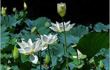 抄药师经回向及回向文