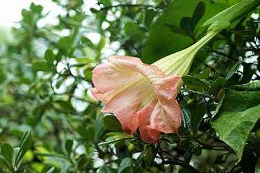 中元节可以读地藏经吗