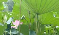 大宝积经感应
