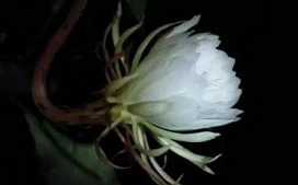 九祖蕅益大师